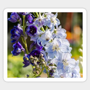 blue and purple Delphinium flowers Sticker